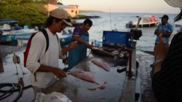Ecuador. Galapagos. Santa Cruz Island. Pelicans waiting to be fed fishermen's scraps.