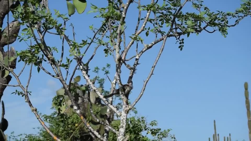Ecuador. Galapagos. Santa Cruz Island. on our way to Charle's Darwin research centre.  Mocking bird.
