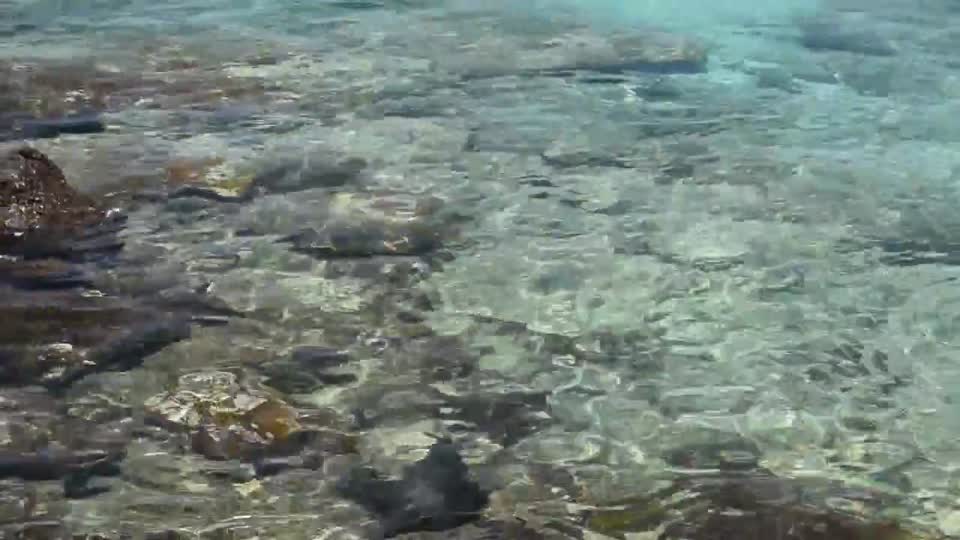 Ecuador. Galapagos Islands. Small island off Santa Cruz. Sea lions.