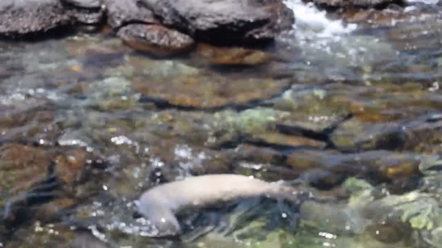 Ecuador. Galapagos Islands. Small island off Santa Cruz. Sea lions.