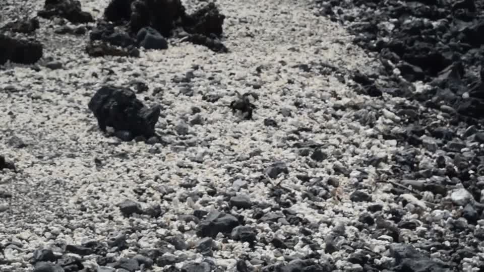 Ecuador. Galapagos. Tintoreras Island. Marine iguana,