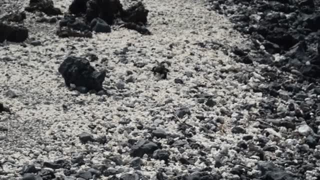 Ecuador. Galapagos. Tintoreras Island. Marine iguana,
