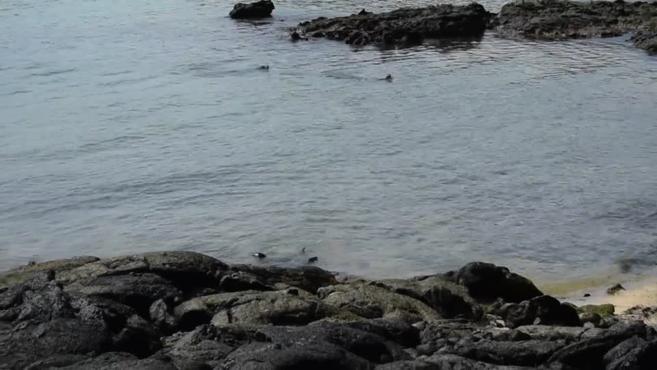 Ecuador. Galapagos. Tintoreras Island. Sea lions at play.