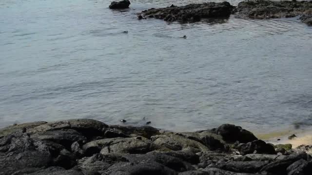 Ecuador. Galapagos. Tintoreras Island. Sea lions at play.