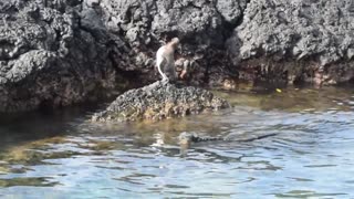 Ecuador. Galapagos. Isabela Island. Galapagos marine iguana and penguin.