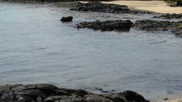 Ecuador. Galapagos. Tintoreras Island. Sea lions at play.