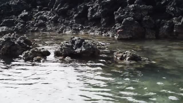 Ecuador. Galapagos. Isabela Island. Marine iguana.
