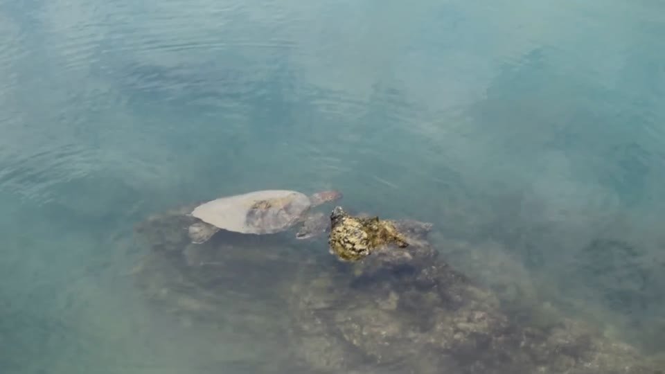 Ecuador. Galapagos. Tintoreras Island. Turtle.