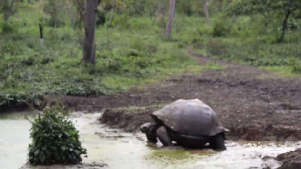 Ecuador. Galapagos. Los Gemelos national park. Giant tortoise coming to drink.