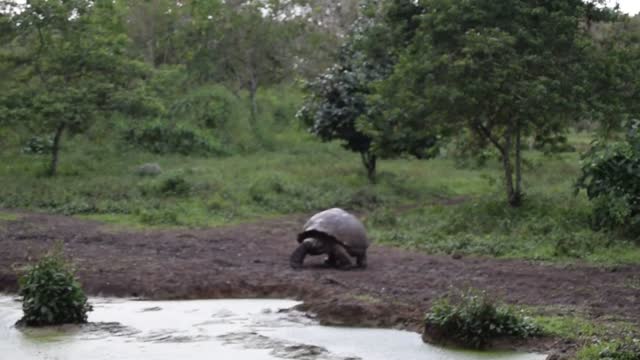 Ecuador. Galapagos. Los Gemelos national park. Giant Tortoise coming to the pond to drink.