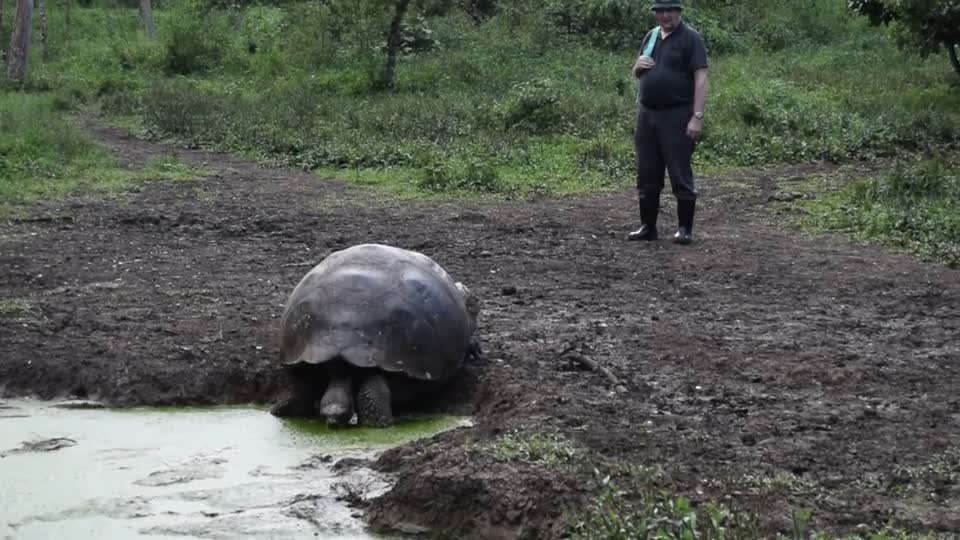 Ecuador. Galapagos. Los Gemelos national park. Giant tortoise coming to drink.  Bob gets a close look at its hind quarters,