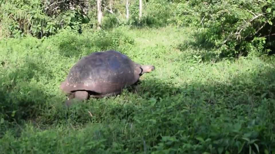 Ecuador. Galapagos. Los Gemelos national park. Galapagos giant tortoise.