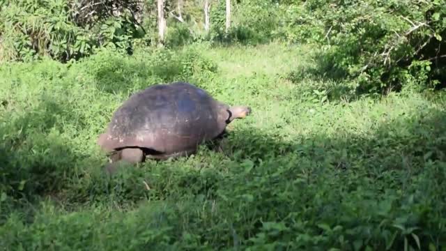 Ecuador. Galapagos. Los Gemelos national park. Galapagos giant tortoise.