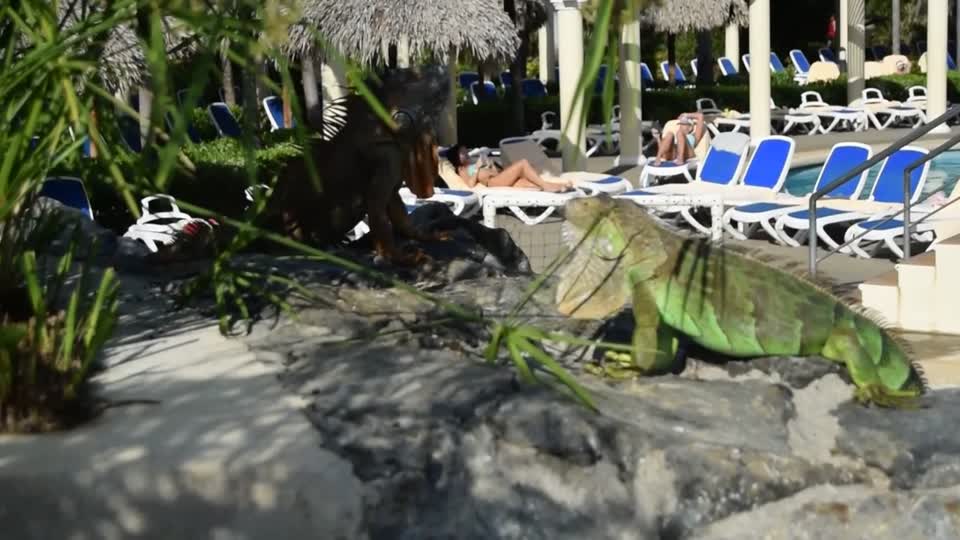 Costa Rica. Guanacaste. Hotel Rui Guanacaste.  Green iguanas.  Yes they aren't just green, they change as they become adult and in the breeding season.
