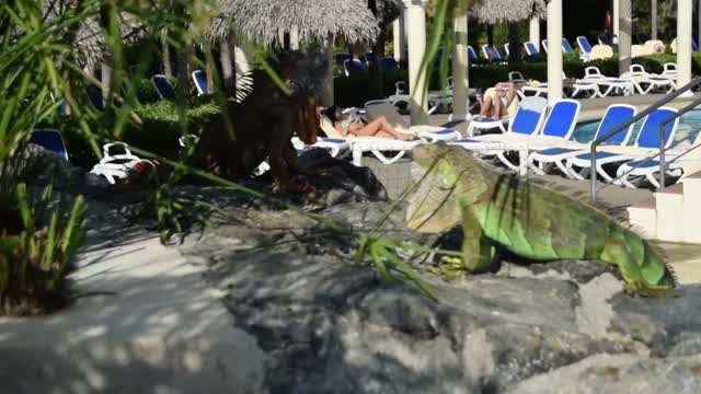 Costa Rica. Guanacaste. Hotel Rui Guanacaste.  Green iguanas.  Yes they aren't just green, they change as they become adult and in the breeding season.