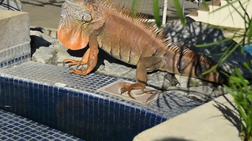 Costa Rica. Guanacaste. Hotel Rui Guanacaste.  Green iguanas.  Yes they aren't just green, they change as they become adult and in the breeding season.