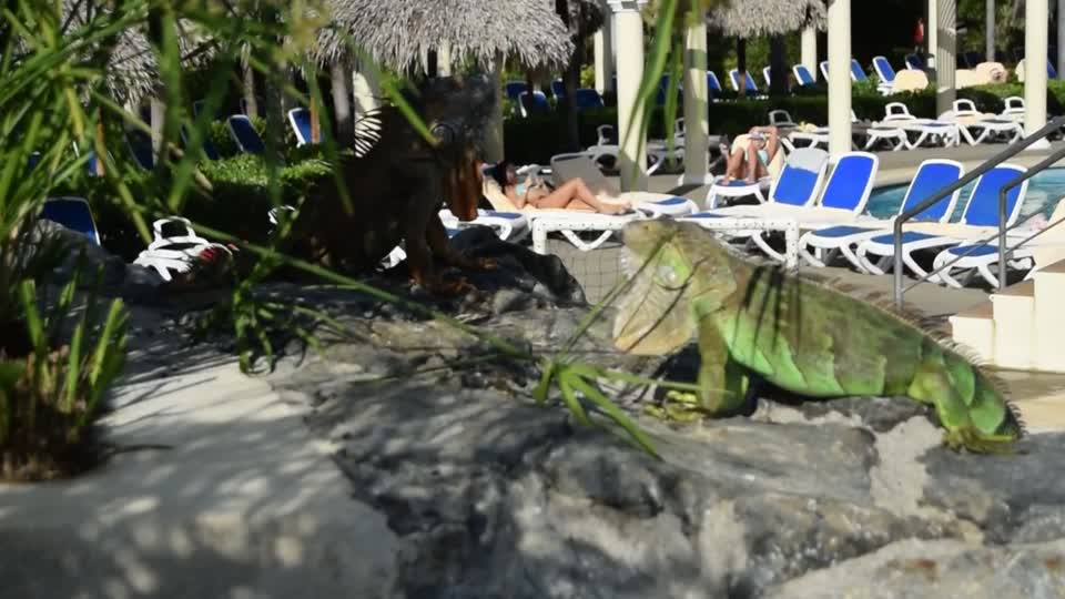 Costa Rica. Guanacaste. Hotel Rui Guanacaste.  Green iguanas.  Yes they aren't just green, they change as they become adult and in the breeding season.