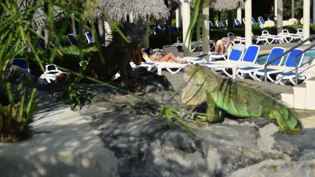 Costa Rica. Guanacaste. Hotel Rui Guanacaste.  Green iguanas.  Yes they aren't just green, they change as they become adult and in the breeding season.