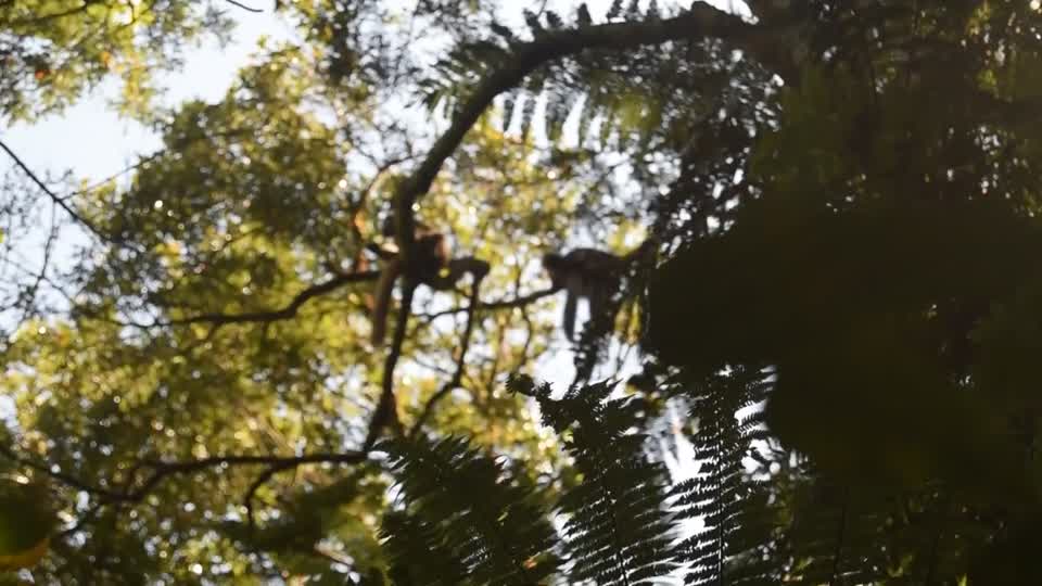 Madagascar. Ranomafana. Trek. Red-fronted lamurs.