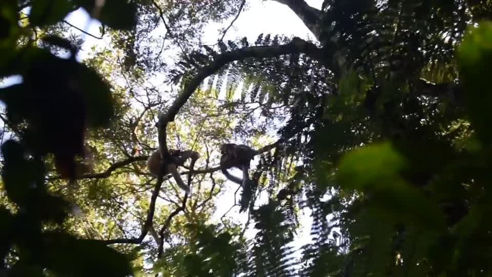 Madagascar. Ranomafana. Trek. Red-fronted lamurs.
