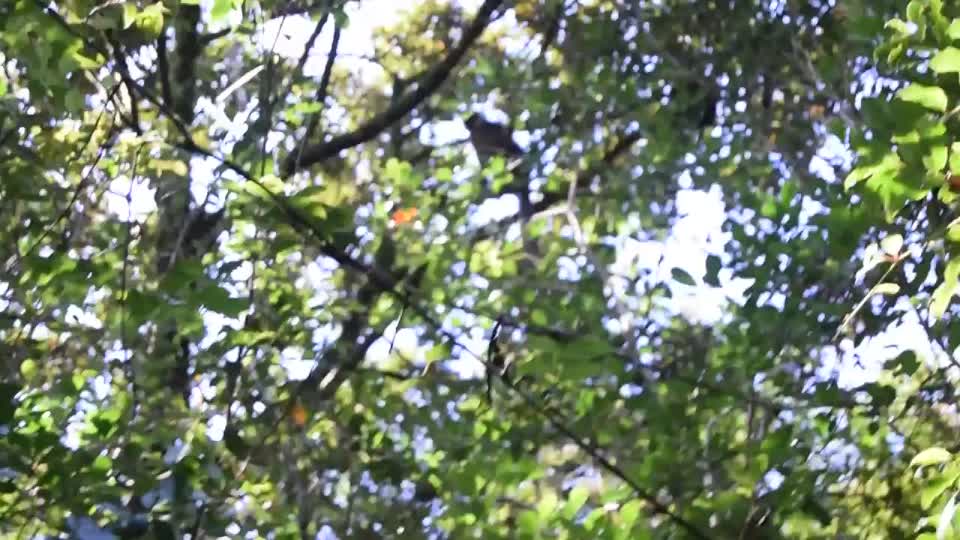 Madagascar. Ranomafana. Trek. Red-fronted lemurs.