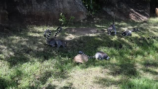 Madagascar. Fianarantsoa to Ambalavao. Ring tailed lemurs.