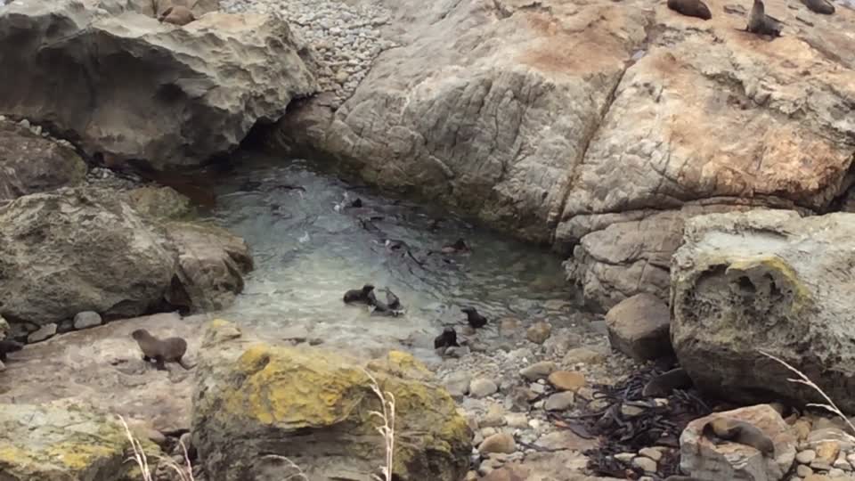 Seal Pups in New Zealand.  We stopped on the road to take a break and were surprised to see these as we looked over the fence.  See links below for more of our NZ trip.