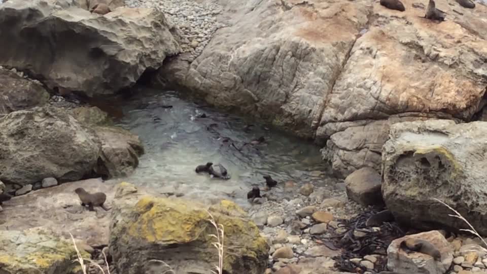 New Zealand Seal pups. Seen from the highway above them.