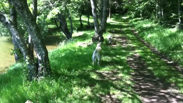 Spike s'amuse avec un autre chien