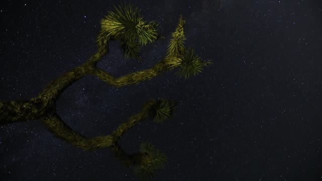 Milky Way over a Joshua tree