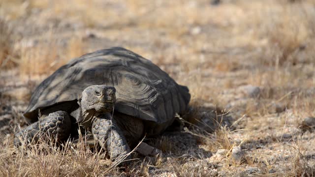 Desert Tortoise Compilation