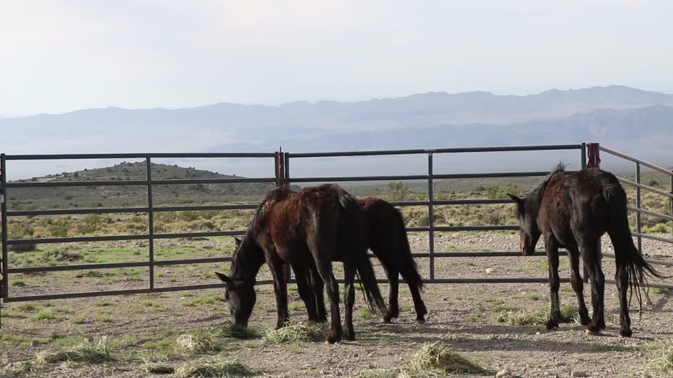 180510-FS-ColdCreekEmergencyHorseGather-002