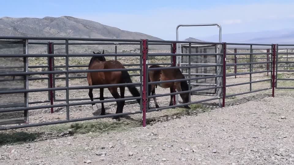 180513-FS-ColdCreekEmergencyHorseGather-001