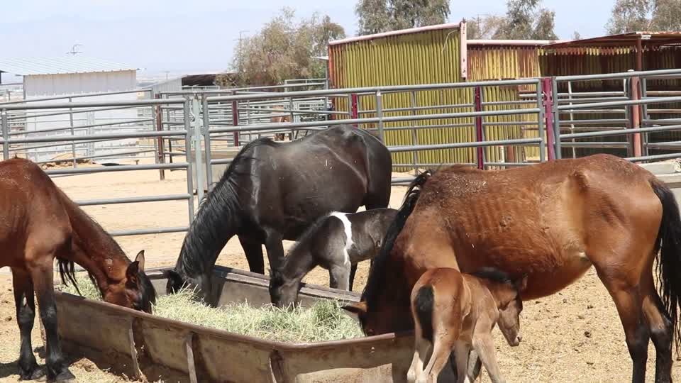 180515-FS-ColdCreekEmergencyHorseGather-001