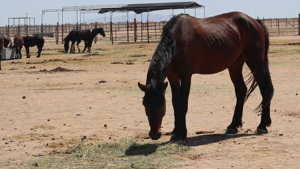 180515-FS-ColdCreekEmergencyHorseGather-003